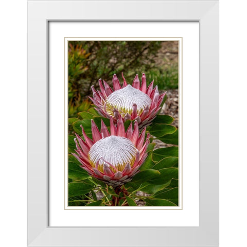 King Protea flower White Modern Wood Framed Art Print with Double Matting by Engelbrecht, Jim