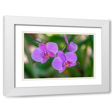 Moth Orchid White Modern Wood Framed Art Print with Double Matting by Engelbrecht, Jim