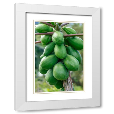 Papaya tree White Modern Wood Framed Art Print with Double Matting by Engelbrecht, Jim