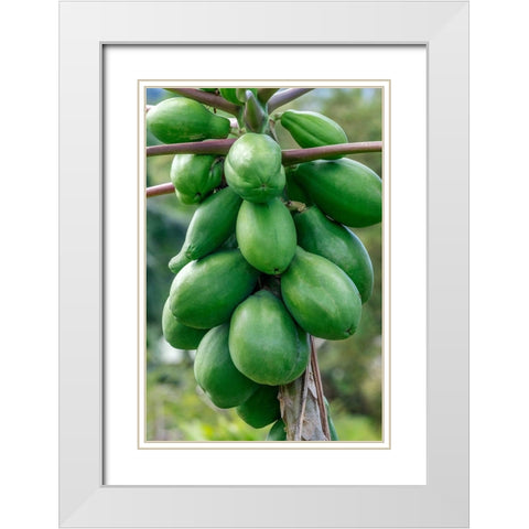 Papaya tree White Modern Wood Framed Art Print with Double Matting by Engelbrecht, Jim
