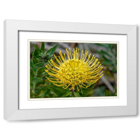 Pincushion flower White Modern Wood Framed Art Print with Double Matting by Engelbrecht, Jim