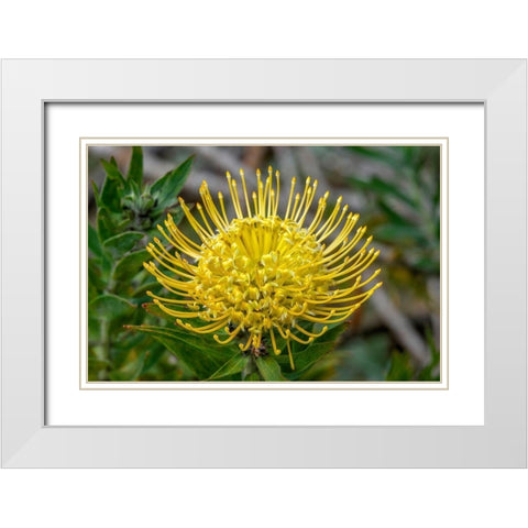 Pincushion flower White Modern Wood Framed Art Print with Double Matting by Engelbrecht, Jim