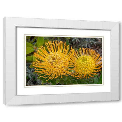 Pincushion flower White Modern Wood Framed Art Print with Double Matting by Engelbrecht, Jim