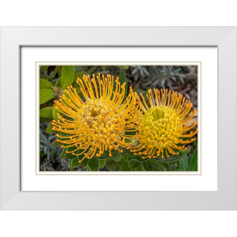Pincushion flower White Modern Wood Framed Art Print with Double Matting by Engelbrecht, Jim