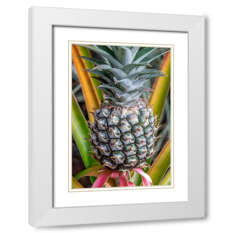 Pineapple plant White Modern Wood Framed Art Print with Double Matting by Engelbrecht, Jim