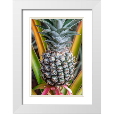 Pineapple plant White Modern Wood Framed Art Print with Double Matting by Engelbrecht, Jim