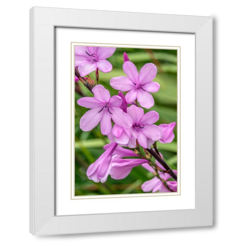Pink Gladiolus White Modern Wood Framed Art Print with Double Matting by Engelbrecht, Jim