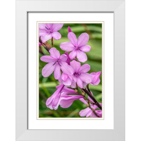Pink Gladiolus White Modern Wood Framed Art Print with Double Matting by Engelbrecht, Jim