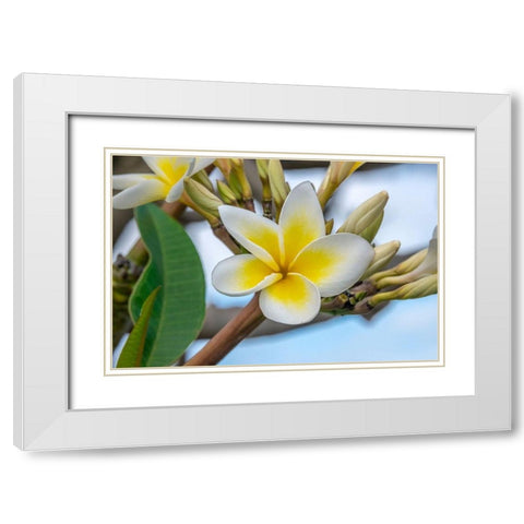 Plumeria White Modern Wood Framed Art Print with Double Matting by Engelbrecht, Jim