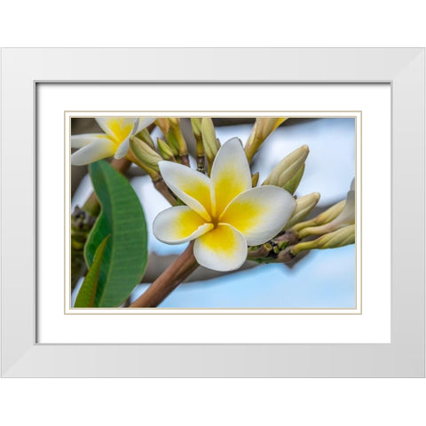 Plumeria White Modern Wood Framed Art Print with Double Matting by Engelbrecht, Jim