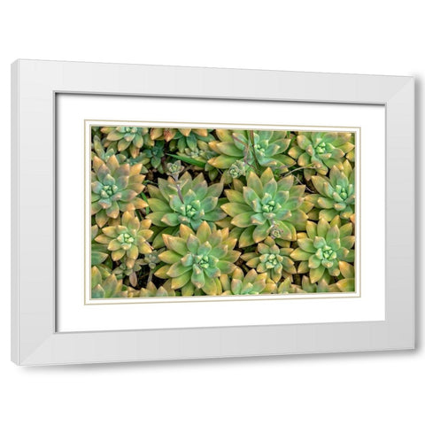 Powdery liveforever-succulent White Modern Wood Framed Art Print with Double Matting by Engelbrecht, Jim