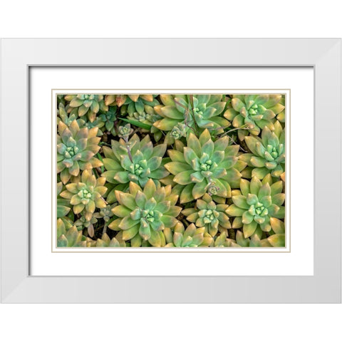 Powdery liveforever-succulent White Modern Wood Framed Art Print with Double Matting by Engelbrecht, Jim