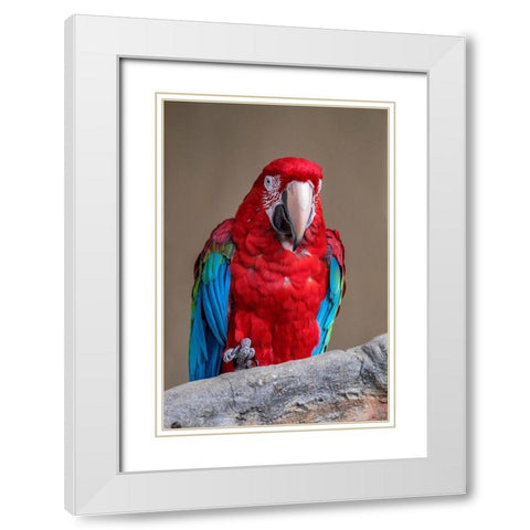 Scarlet Macaw White Modern Wood Framed Art Print with Double Matting by Engelbrecht, Jim