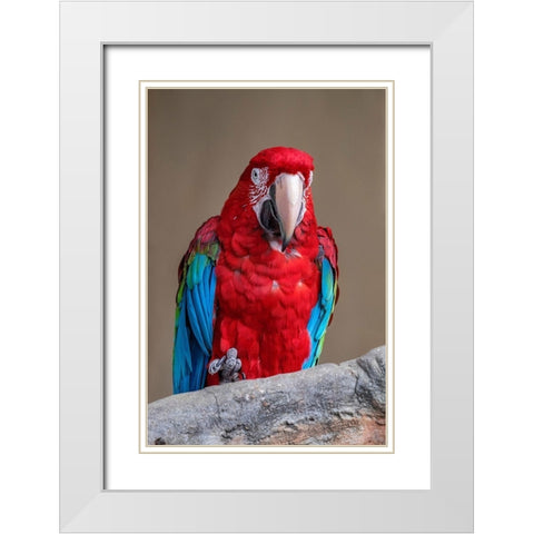 Scarlet Macaw White Modern Wood Framed Art Print with Double Matting by Engelbrecht, Jim