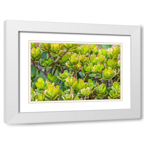 Stonecrop White Modern Wood Framed Art Print with Double Matting by Engelbrecht, Jim
