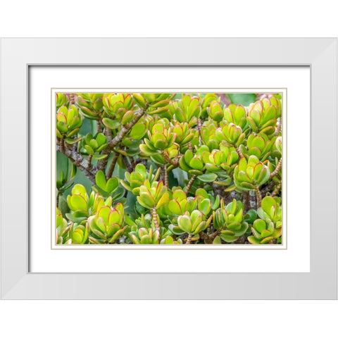 Stonecrop White Modern Wood Framed Art Print with Double Matting by Engelbrecht, Jim