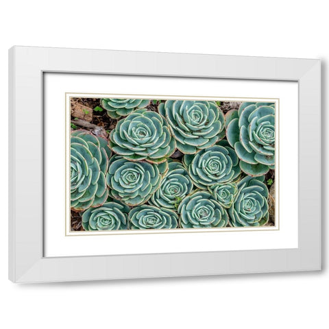 Stonecrop plant-Echeveria White Modern Wood Framed Art Print with Double Matting by Engelbrecht, Jim
