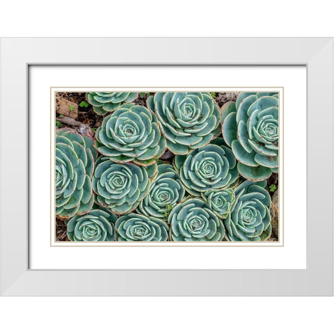 Stonecrop plant-Echeveria White Modern Wood Framed Art Print with Double Matting by Engelbrecht, Jim