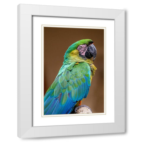 The Dominican green-and-yellow macaw White Modern Wood Framed Art Print with Double Matting by Engelbrecht, Jim