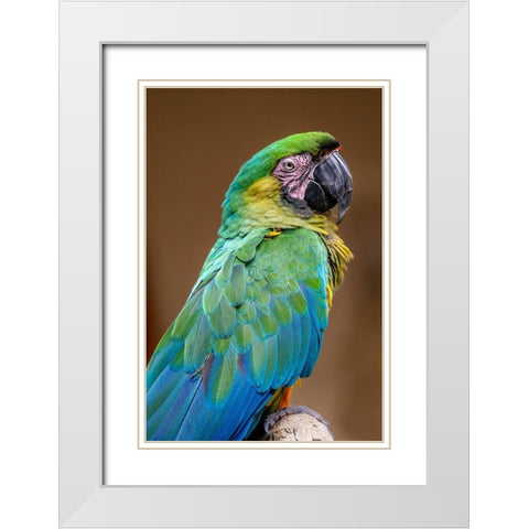 The Dominican green-and-yellow macaw White Modern Wood Framed Art Print with Double Matting by Engelbrecht, Jim