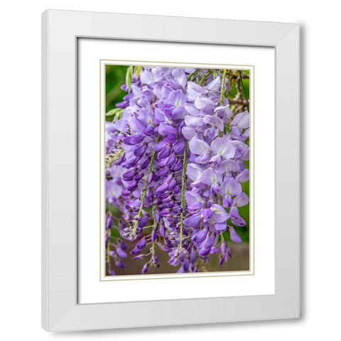 Wisteria White Modern Wood Framed Art Print with Double Matting by Engelbrecht, Jim