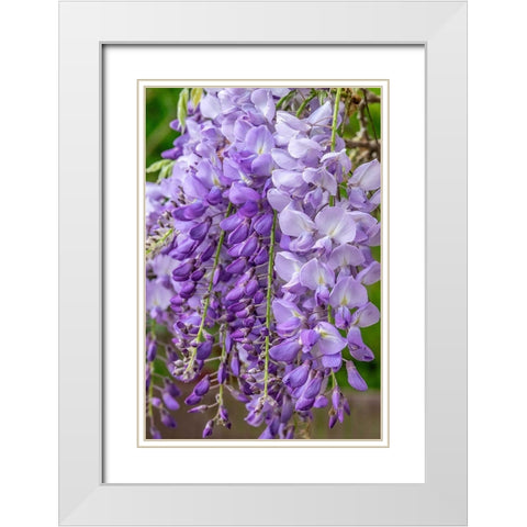 Wisteria White Modern Wood Framed Art Print with Double Matting by Engelbrecht, Jim