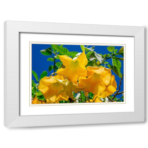 Yellow Angels Trumpet White Modern Wood Framed Art Print with Double Matting by Engelbrecht, Jim