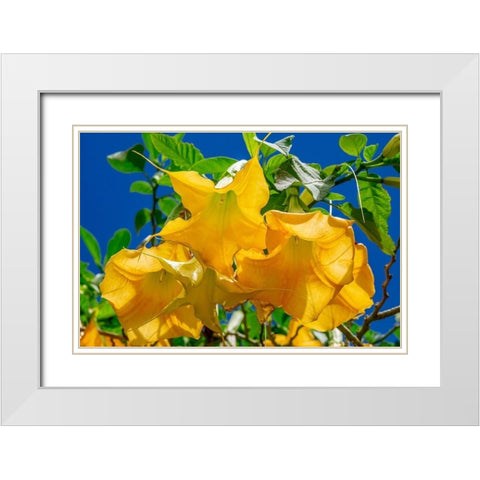 Yellow Angels Trumpet White Modern Wood Framed Art Print with Double Matting by Engelbrecht, Jim