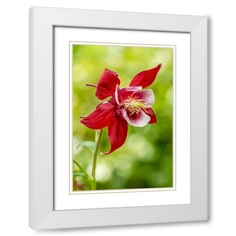 Rocky Mountain Columbine in bloom White Modern Wood Framed Art Print with Double Matting by Horton, Janet