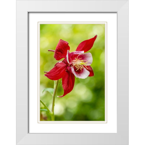 Rocky Mountain Columbine in bloom White Modern Wood Framed Art Print with Double Matting by Horton, Janet
