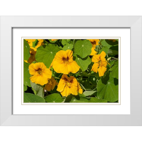 Nasturtiums growing in and around a plant cage White Modern Wood Framed Art Print with Double Matting by Horton, Janet