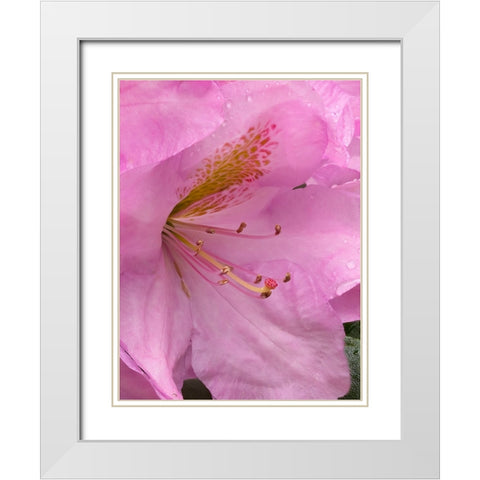 Rhododendron flower White Modern Wood Framed Art Print with Double Matting by Wild, Jamie and Judy