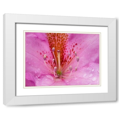 Rhododendron flower White Modern Wood Framed Art Print with Double Matting by Wild, Jamie and Judy