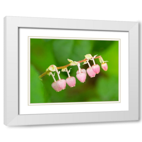 Salal flowers White Modern Wood Framed Art Print with Double Matting by Wild, Jamie and Judy