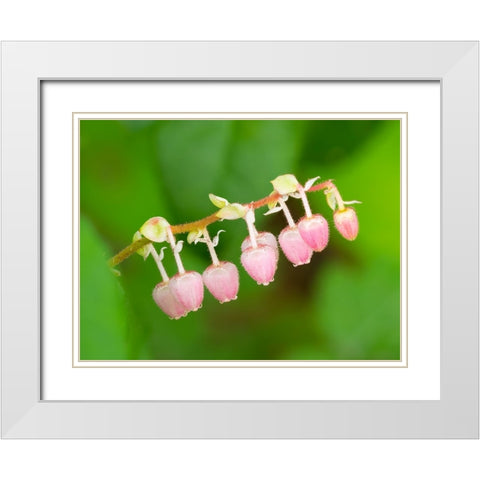 Salal flowers White Modern Wood Framed Art Print with Double Matting by Wild, Jamie and Judy