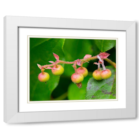 Salal berries White Modern Wood Framed Art Print with Double Matting by Wild, Jamie and Judy
