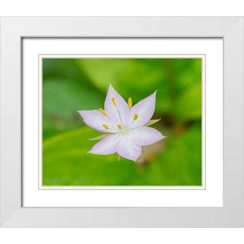 Star flower White Modern Wood Framed Art Print with Double Matting by Wild, Jamie and Judy
