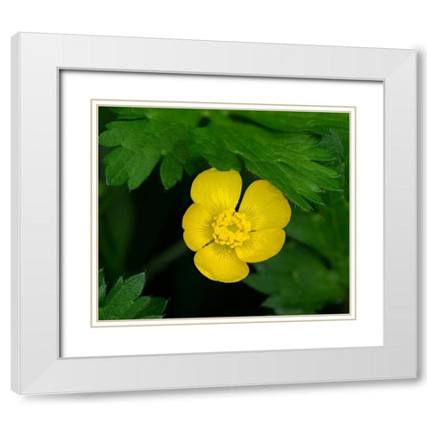 Creeping Buttercup White Modern Wood Framed Art Print with Double Matting by Wild, Jamie and Judy