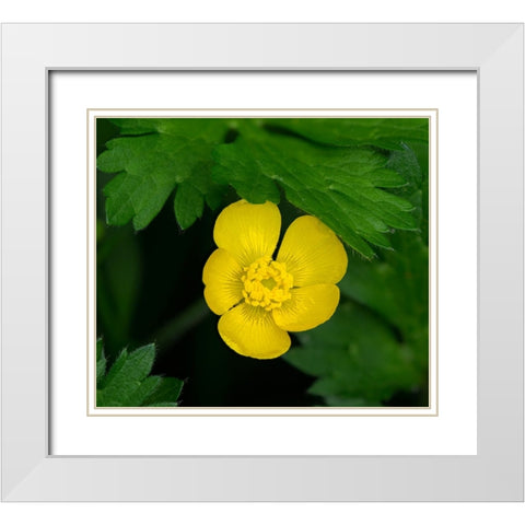 Creeping Buttercup White Modern Wood Framed Art Print with Double Matting by Wild, Jamie and Judy