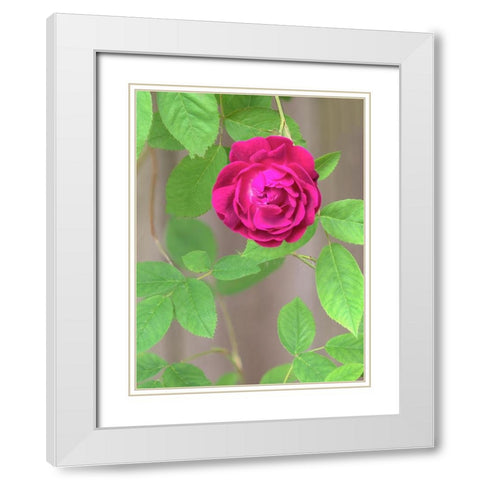 Rose White Modern Wood Framed Art Print with Double Matting by Wild, Jamie and Judy