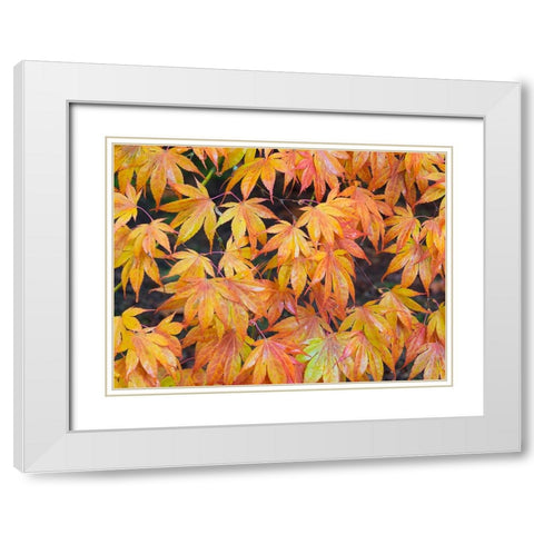 Maple leaves White Modern Wood Framed Art Print with Double Matting by Wild, Jamie and Judy