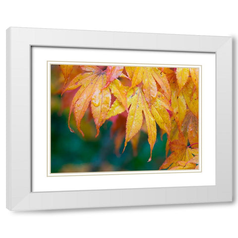 Maple leaves White Modern Wood Framed Art Print with Double Matting by Wild, Jamie and Judy