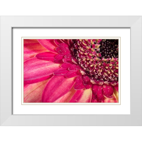 Close-up image of a red Gerber Daisy White Modern Wood Framed Art Print with Double Matting by Sullivan, Karen Ann
