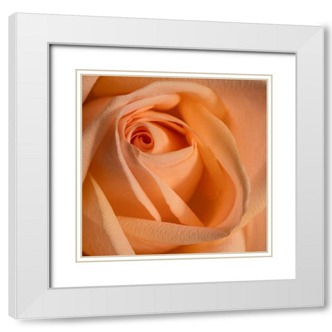 Close-up image of a rose White Modern Wood Framed Art Print with Double Matting by Sullivan, Karen Ann