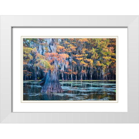 Bald cypress in autumn color White Modern Wood Framed Art Print with Double Matting by Ditto, Larry
