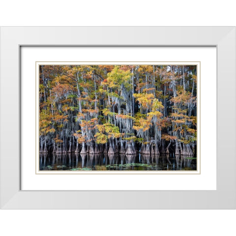 Bald cypress trees and water lilies at Caddo Lake- Texas White Modern Wood Framed Art Print with Double Matting by Ditto, Larry