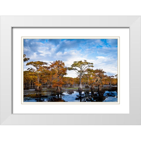 Bald cypress in autumn color at Caddo Lake- Texas. White Modern Wood Framed Art Print with Double Matting by Ditto, Larry