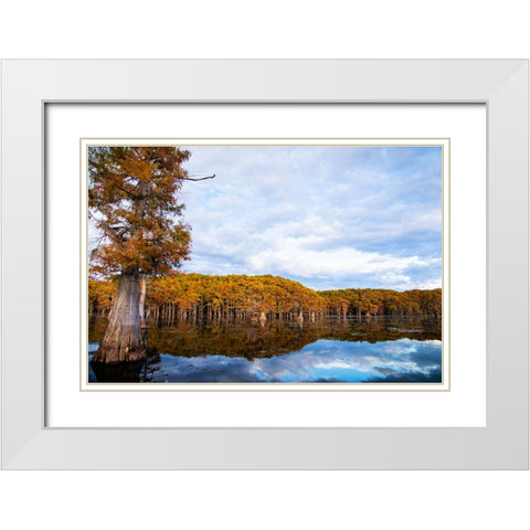 Bald cypress forest- Caddo Lake- Texas White Modern Wood Framed Art Print with Double Matting by Ditto, Larry