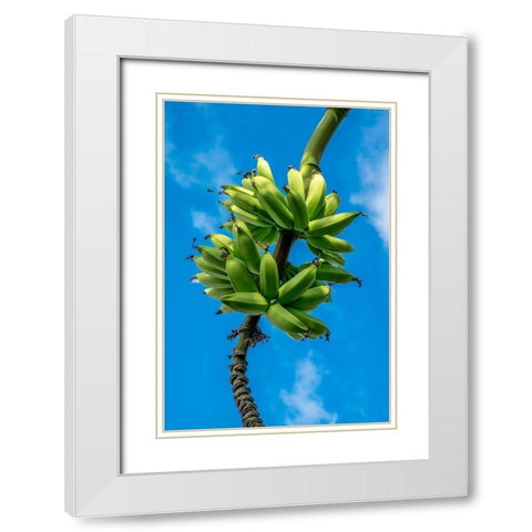 Bunch of bananas on tree White Modern Wood Framed Art Print with Double Matting by Engelbrecht, Lisa S.