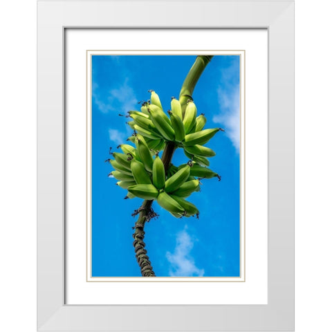 Bunch of bananas on tree White Modern Wood Framed Art Print with Double Matting by Engelbrecht, Lisa S.